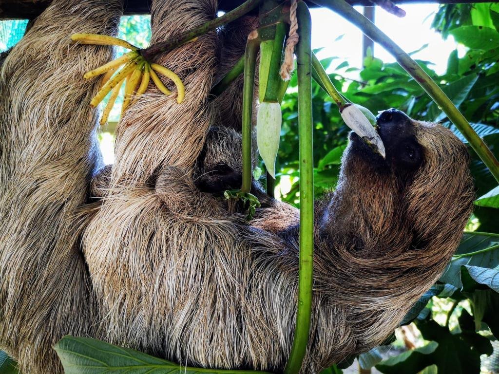 Sloth photograph from AJ’s Monkeys and Sloths website