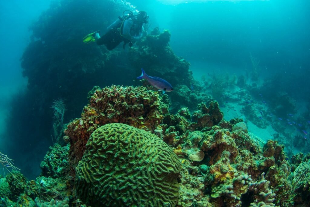 Diver above the coral reef, from Barefoot Cay’s official diving page