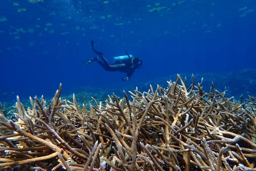 Diver above a coral reef, photographed by Caribbean Reef Guardians