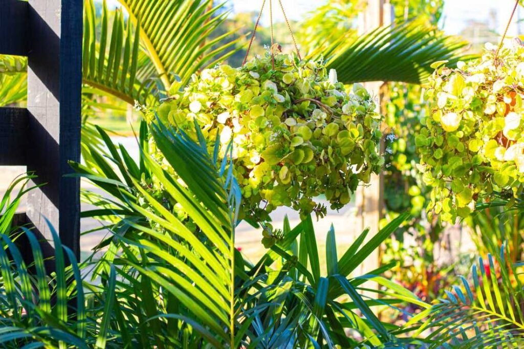 Hanging plants at Seeds Garden Center